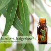 Eucalipto Staigeriana - Óleo Essencial