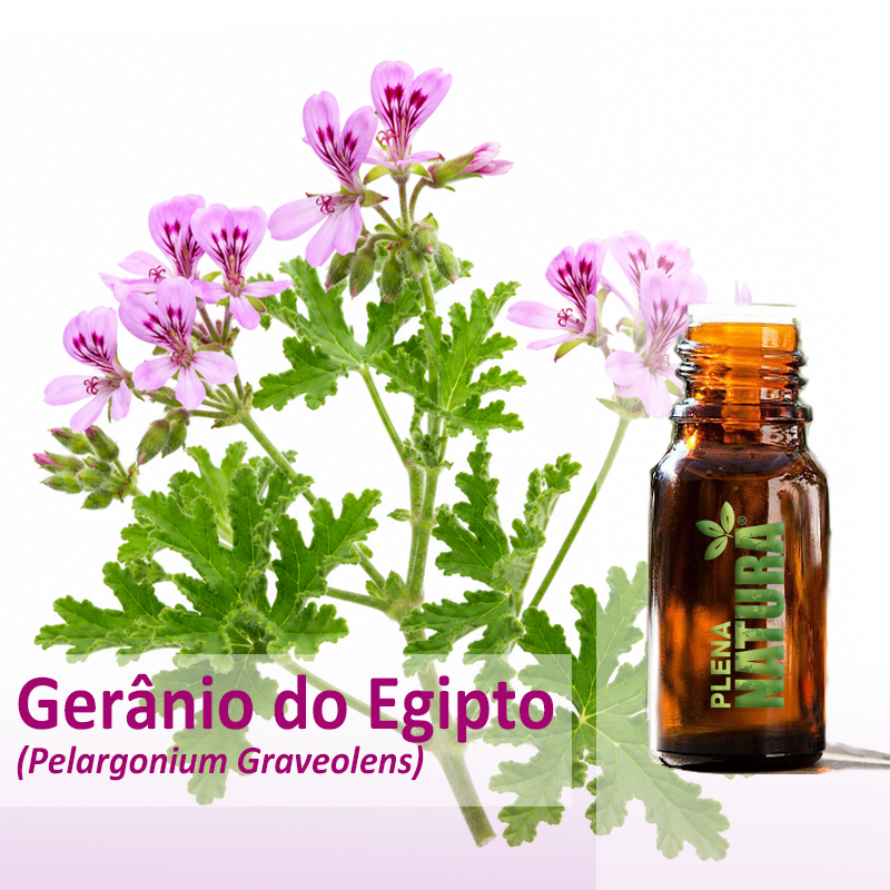 Gerânio do Egipto - Óleo Essencial