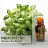 Manjericão - Óleo Essencial