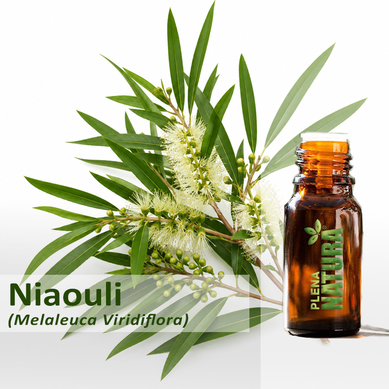 Niaouli - Óleo Essencial