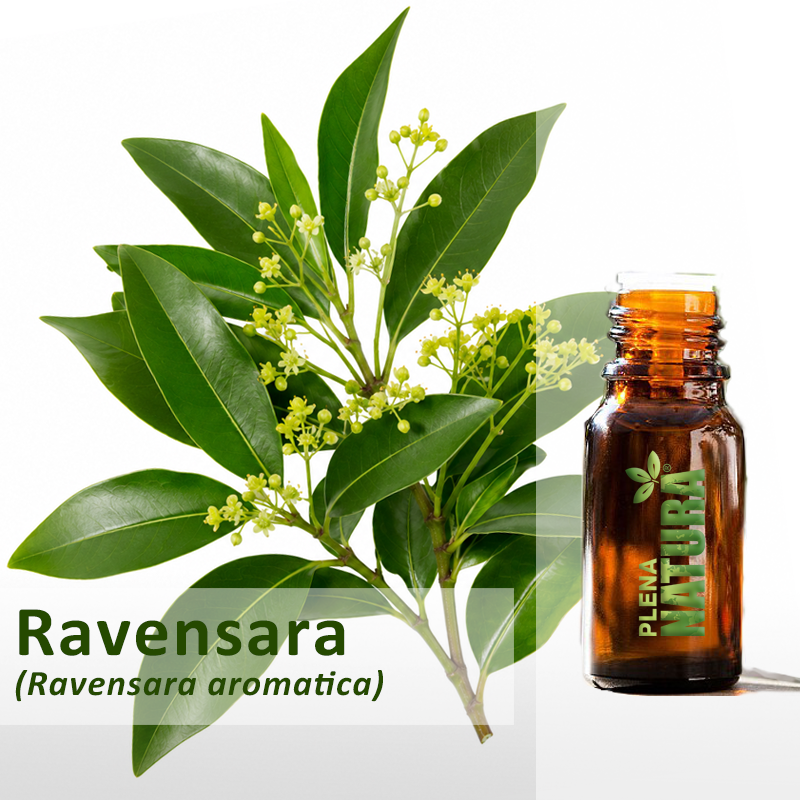 Ravensara - Óleo Essencial