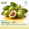Óleo de Tamanu (Calófilo) - CP
