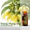Ylang Ylang III - Óleo Essencial